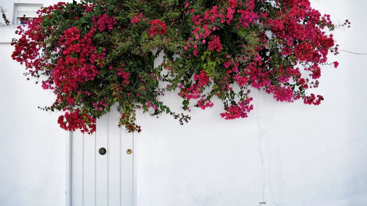 青青草原在线观看免费的正规渠道与操作方法